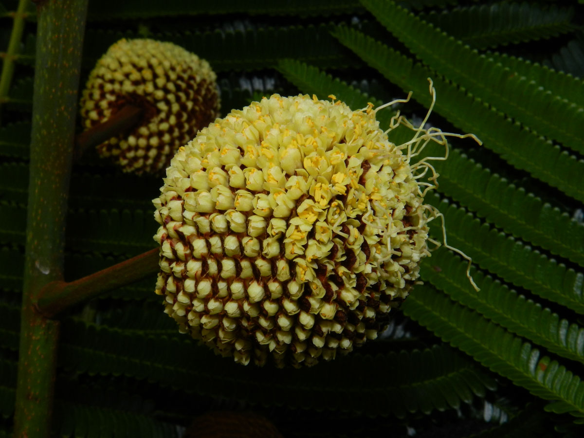 Fabaceae Parkia multijuga