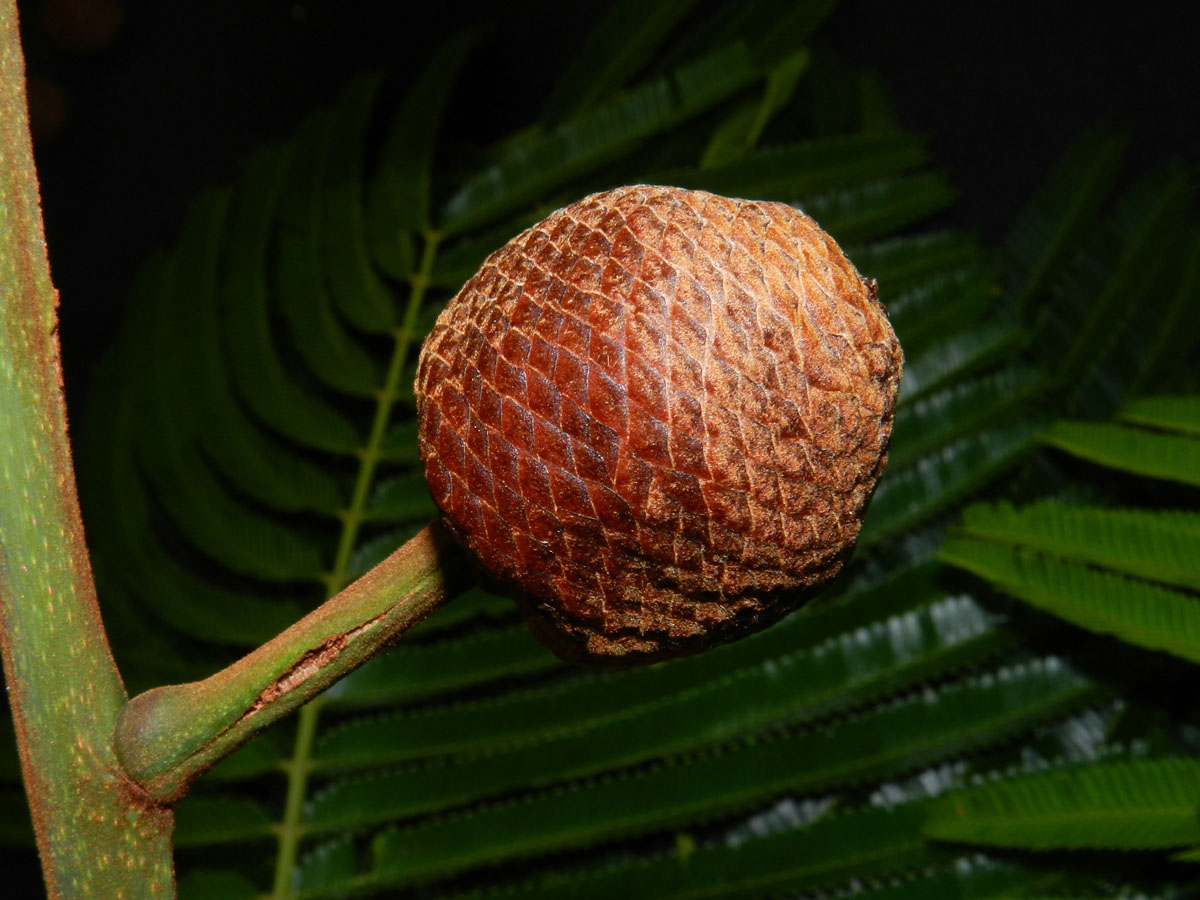 Fabaceae Parkia multijuga