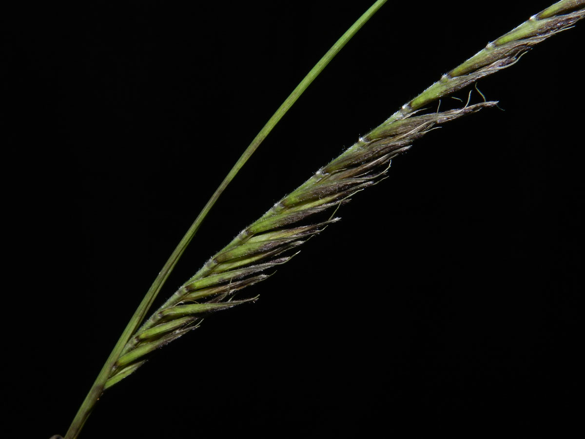 Poaceae Merostachys neesii