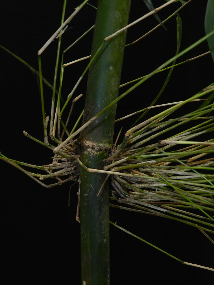 Poaceae Merostachys neesii