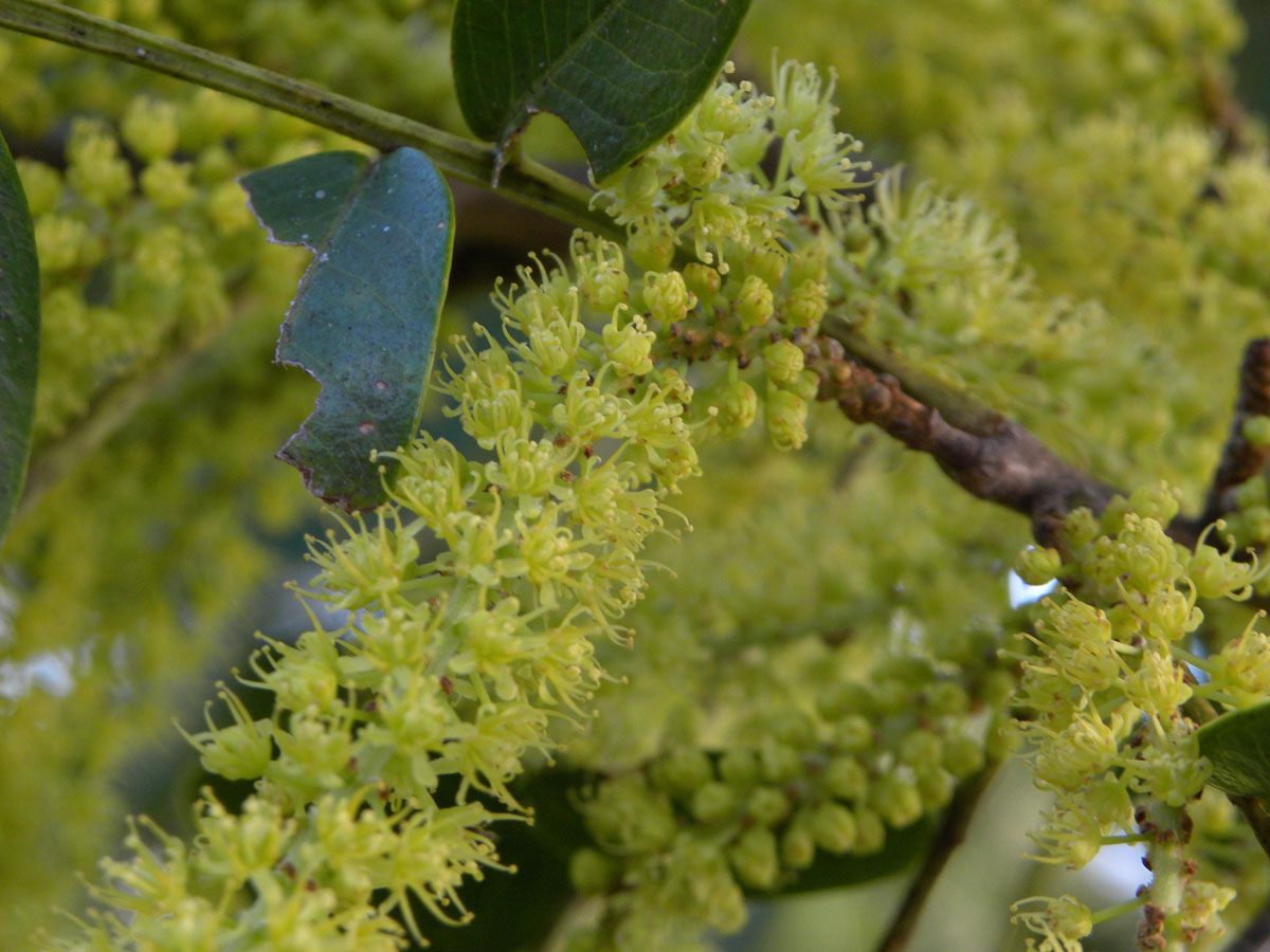 Fabaceae Pterogyne nitens