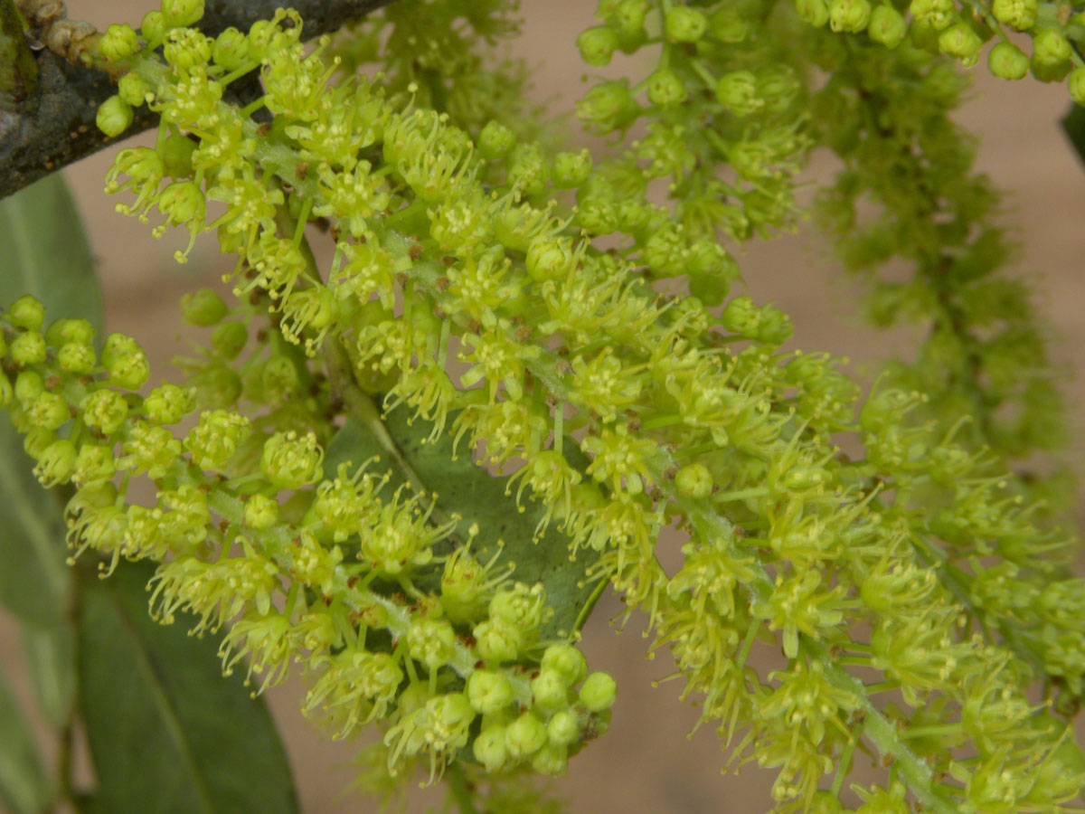 Fabaceae Pterogyne nitens