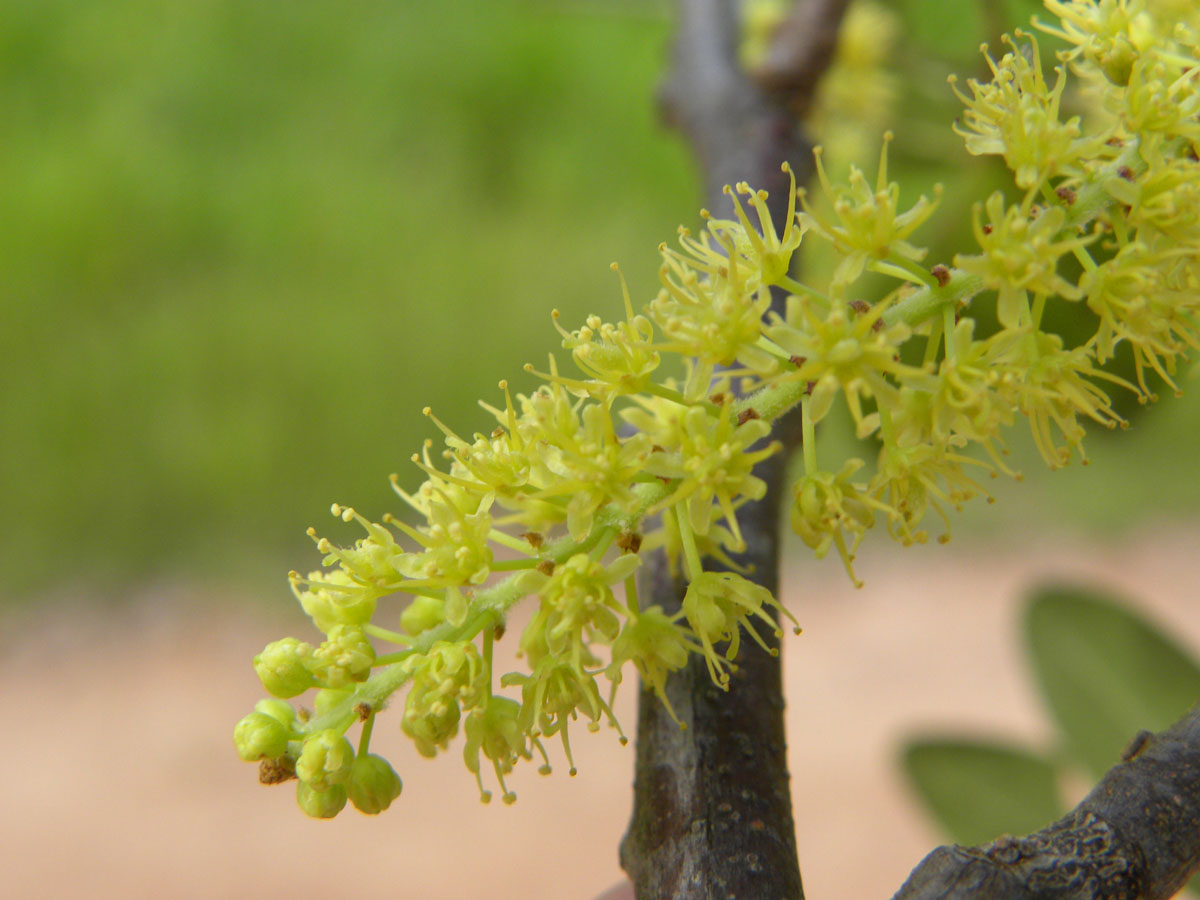 Fabaceae Pterogyne nitens