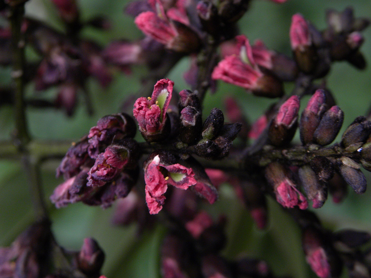 Fabaceae Luetzelburgia guaissara