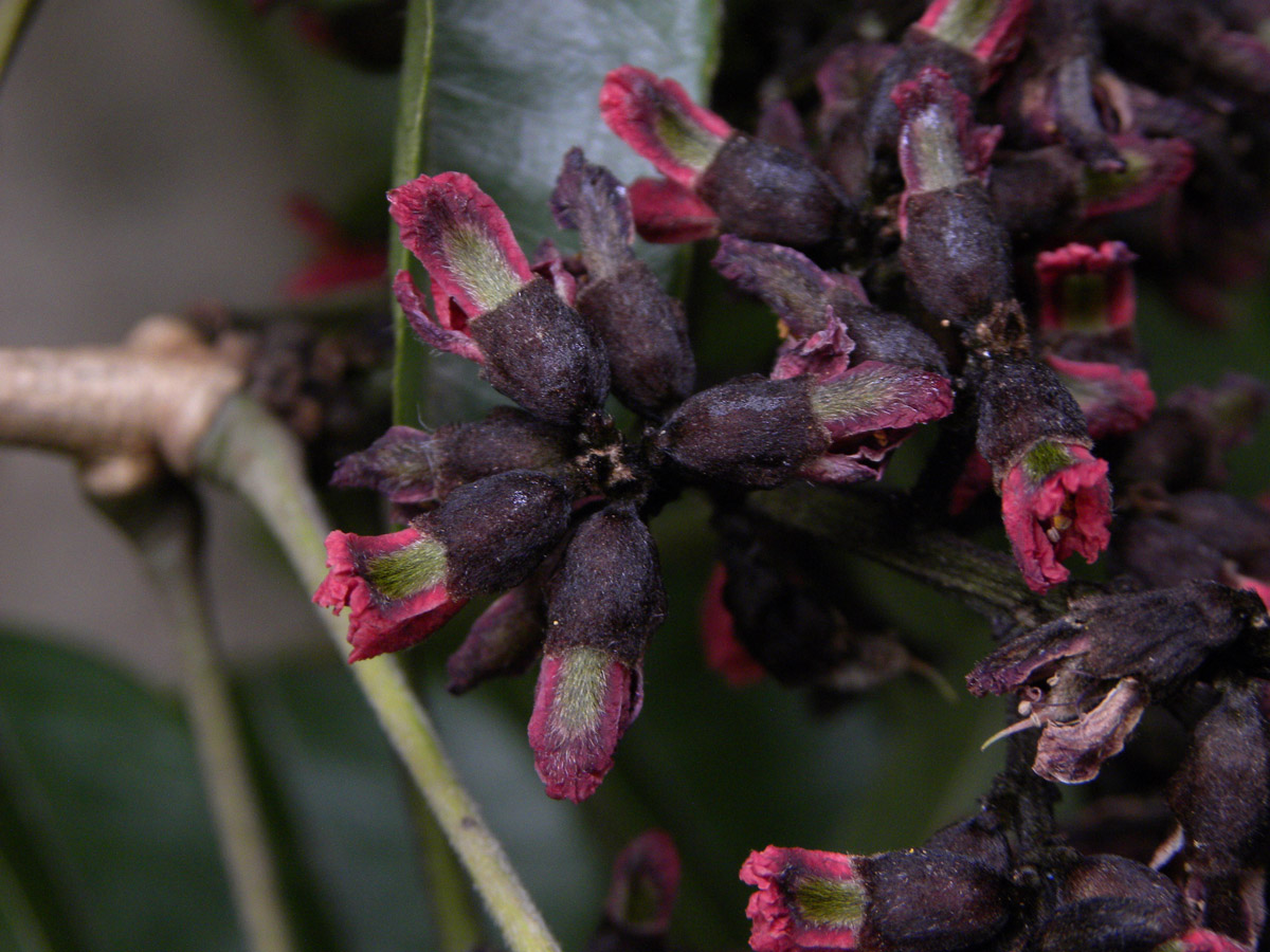 Fabaceae Luetzelburgia guaissara