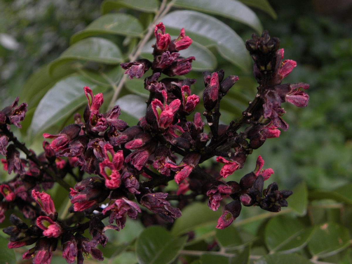 Fabaceae Luetzelburgia guaissara