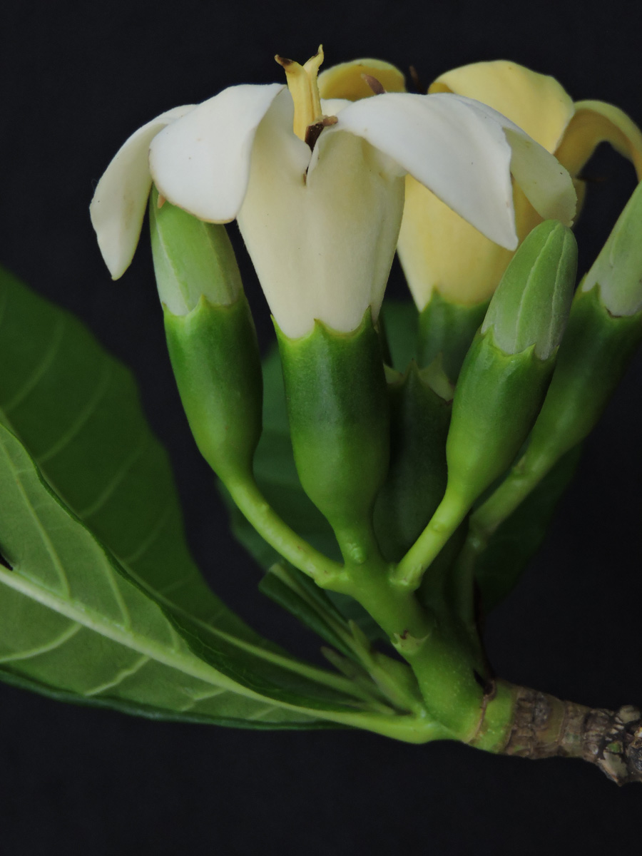 Rubiaceae Genipa infundibuliformis