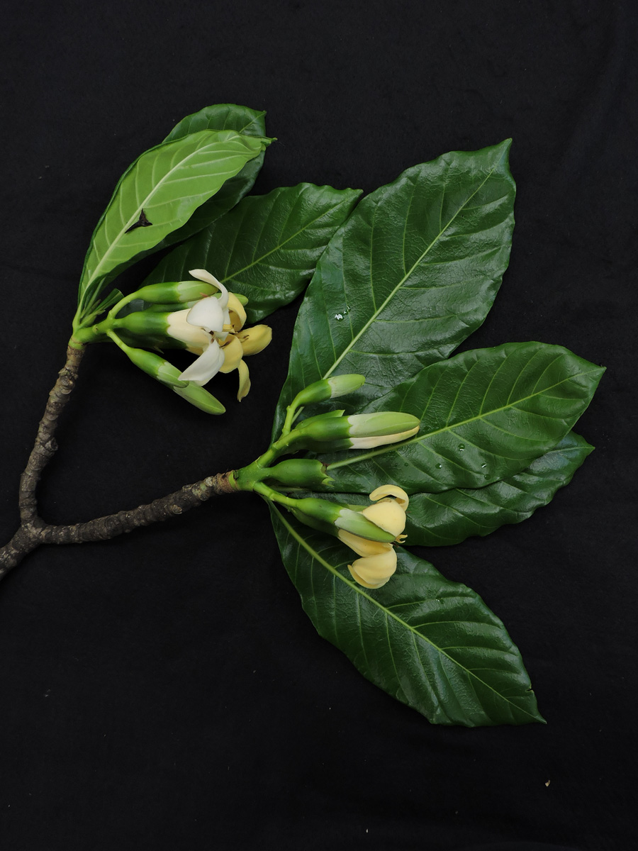 Rubiaceae Genipa infundibuliformis