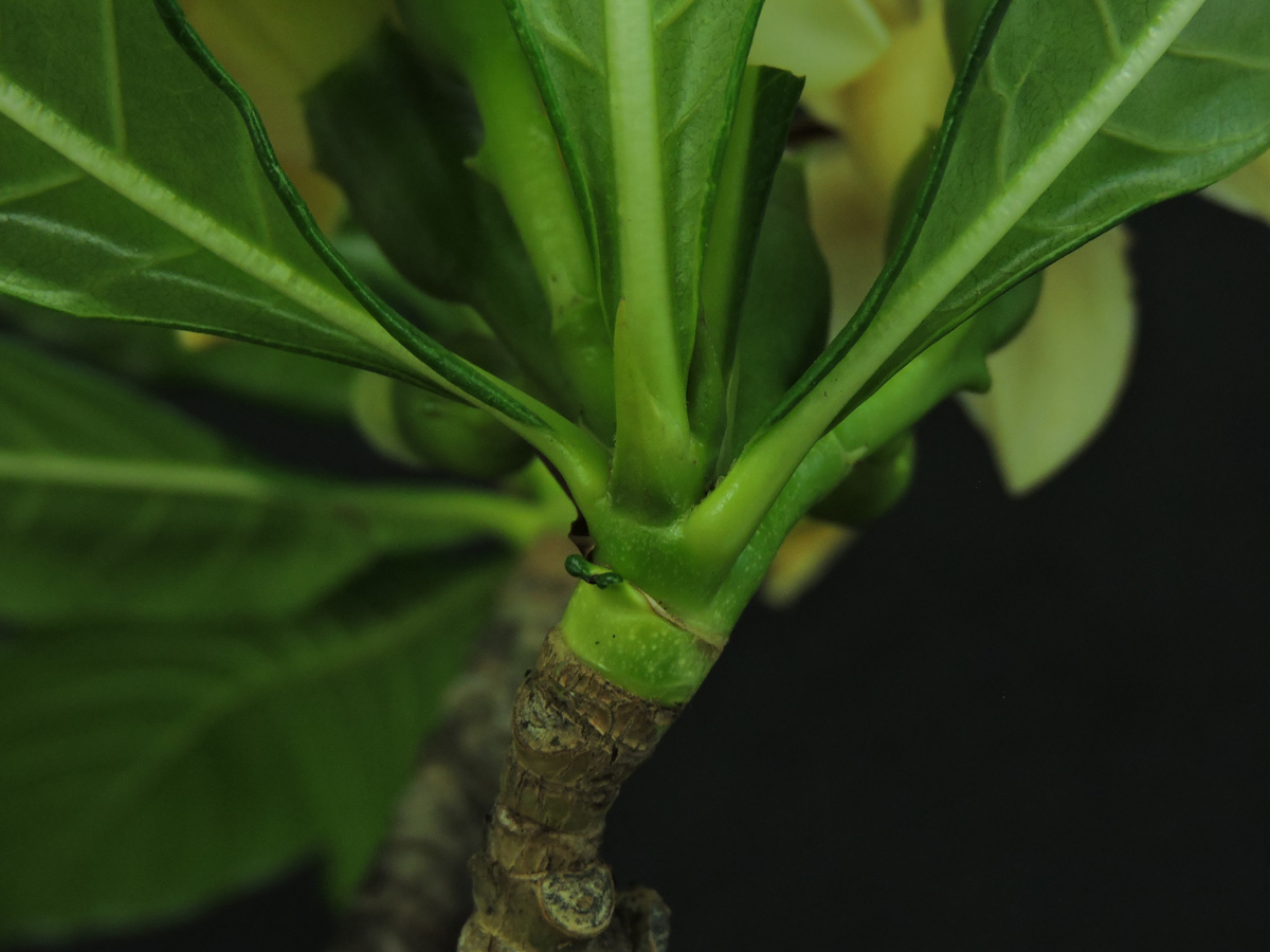 Rubiaceae Genipa infundibuliformis