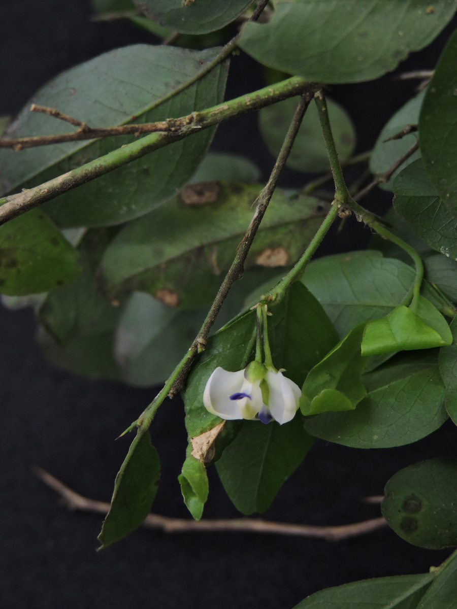Polygalaceae Acanthocladus brasiliensis