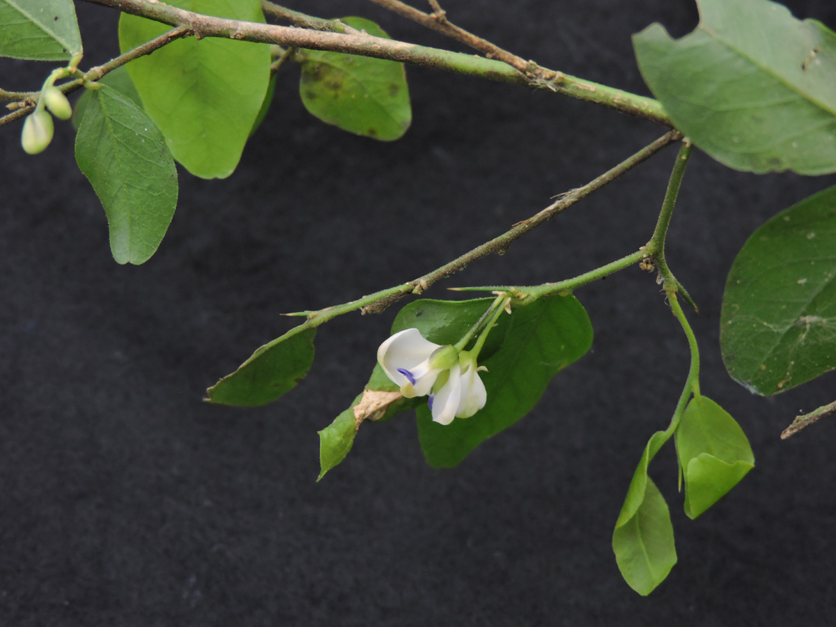 Polygalaceae Acanthocladus brasiliensis