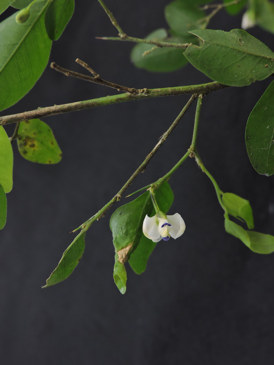 Polygalaceae Acanthocladus brasiliensis