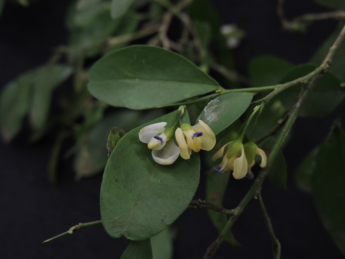Polygalaceae Acanthocladus brasiliensis