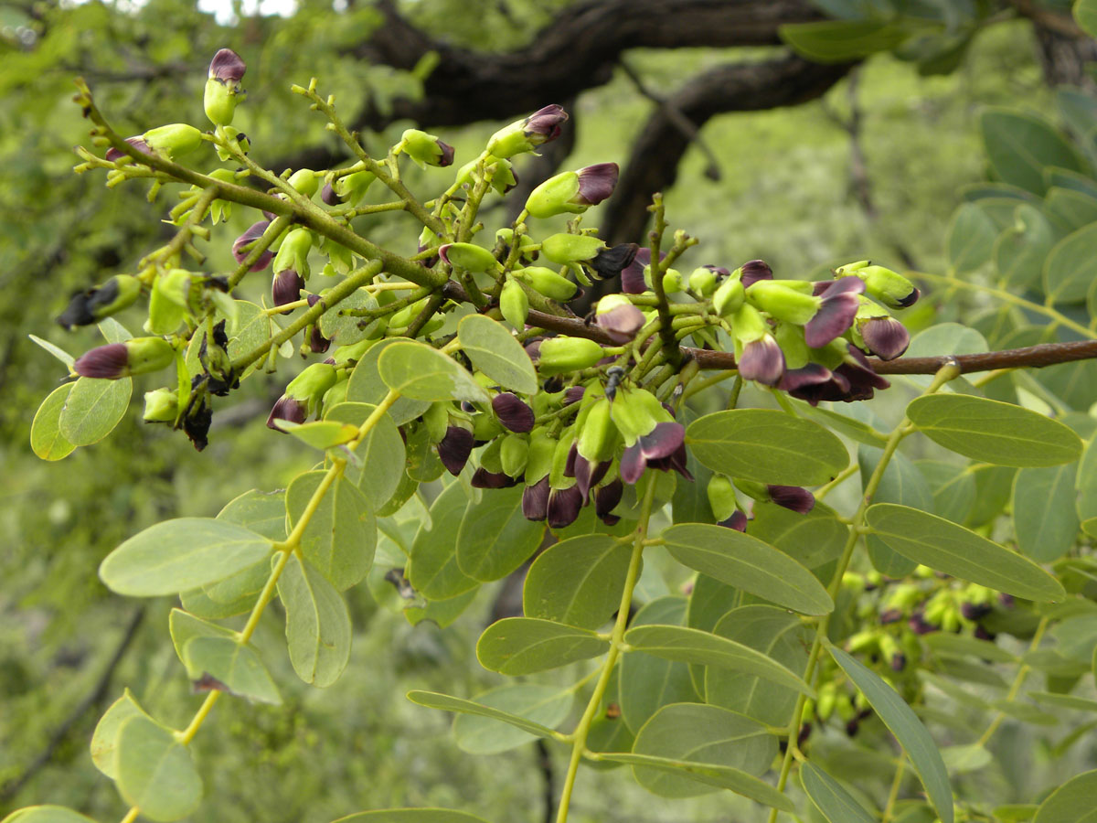 Fabaceae Dalbergia miscolobium