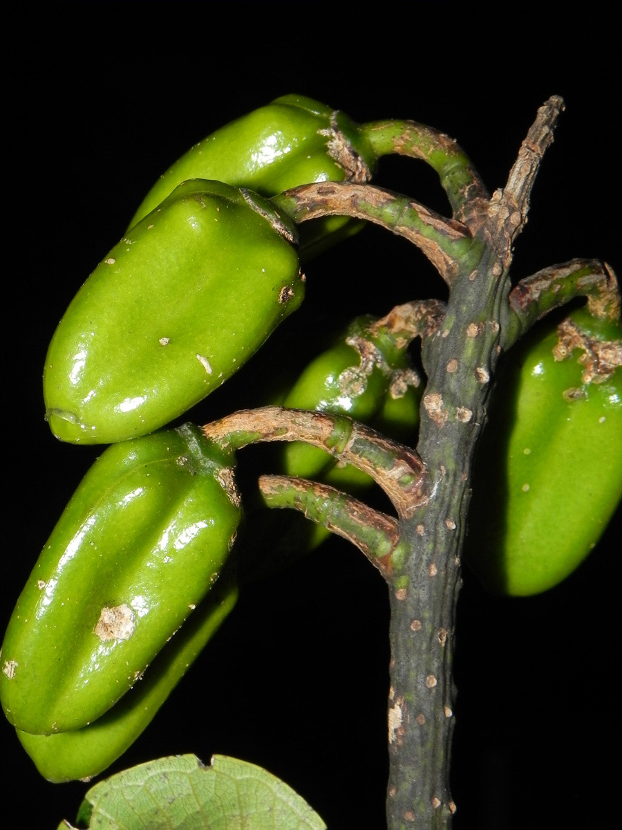 Vochysiaceae Vochysia schwackeana