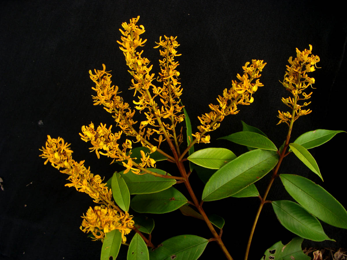 Vochysiaceae Vochysia ferruginea