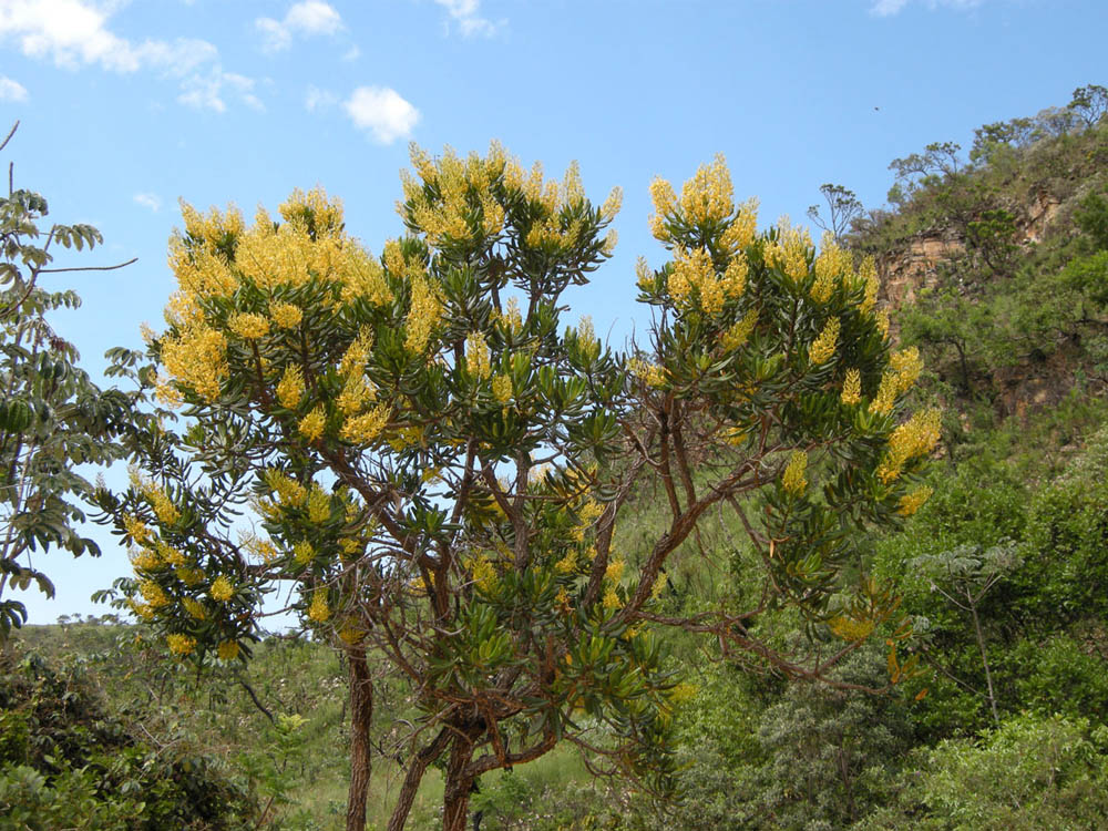 Vochysiaceae Vochysia thyrsoidea