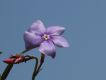 image of Mandevilla tenuifolia