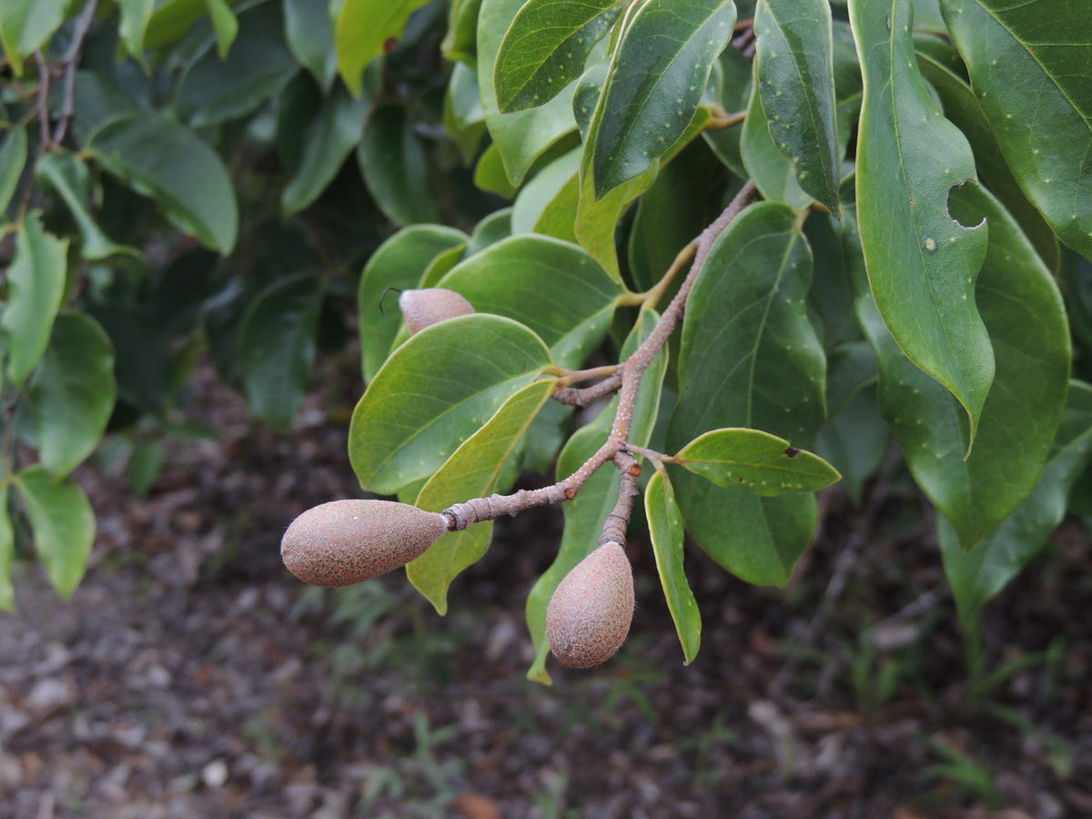 Fabaceae Hymenaea parvifolia