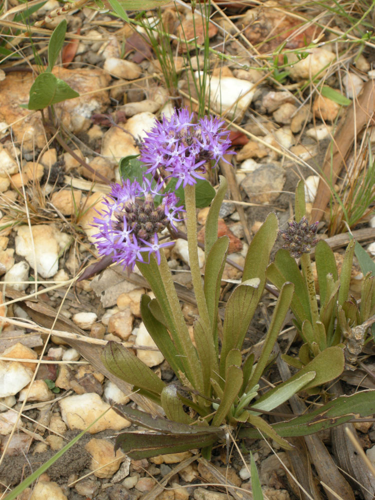 Asteraceae Chresta plantaginifolia