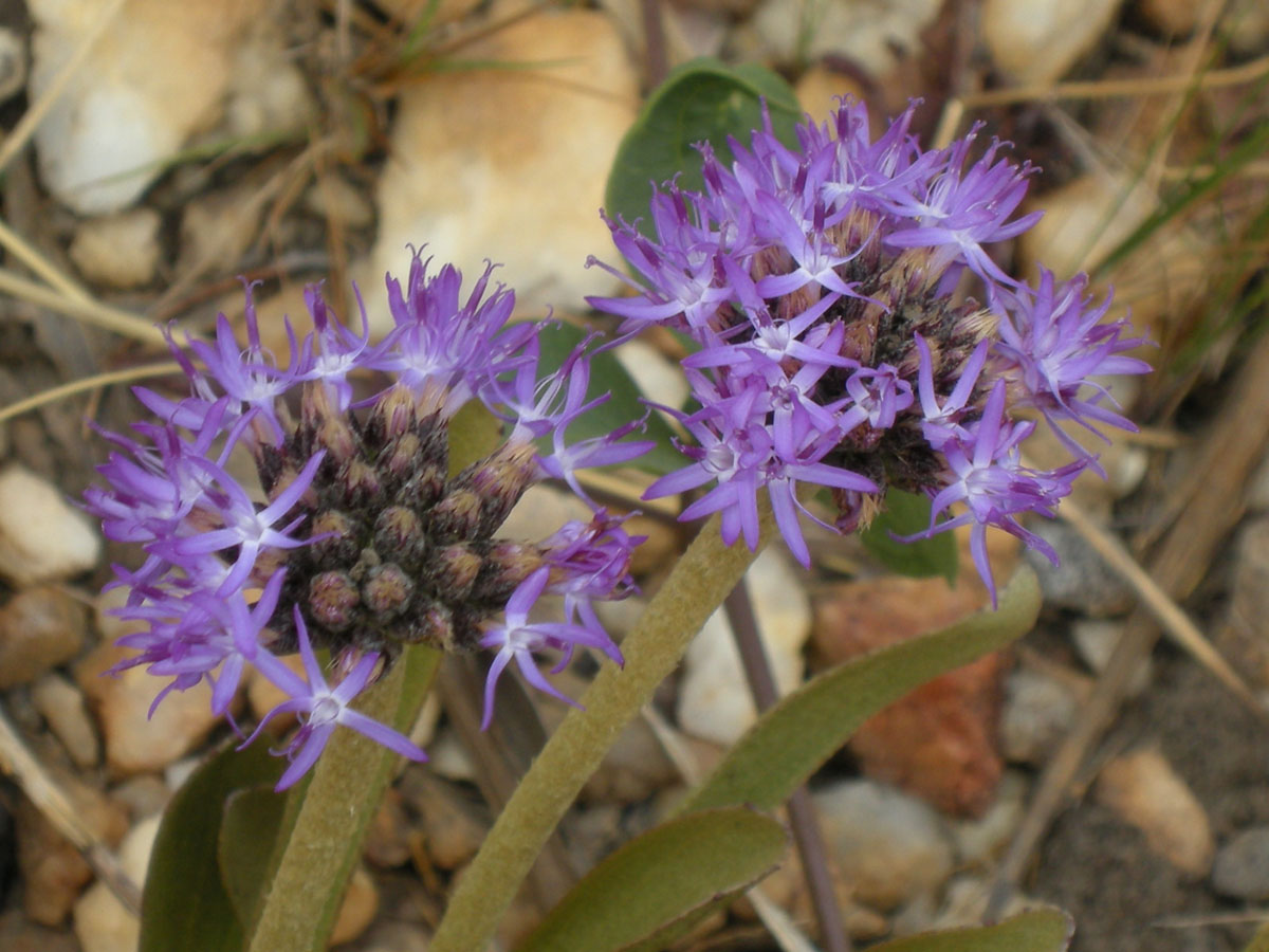 Asteraceae Chresta plantaginifolia