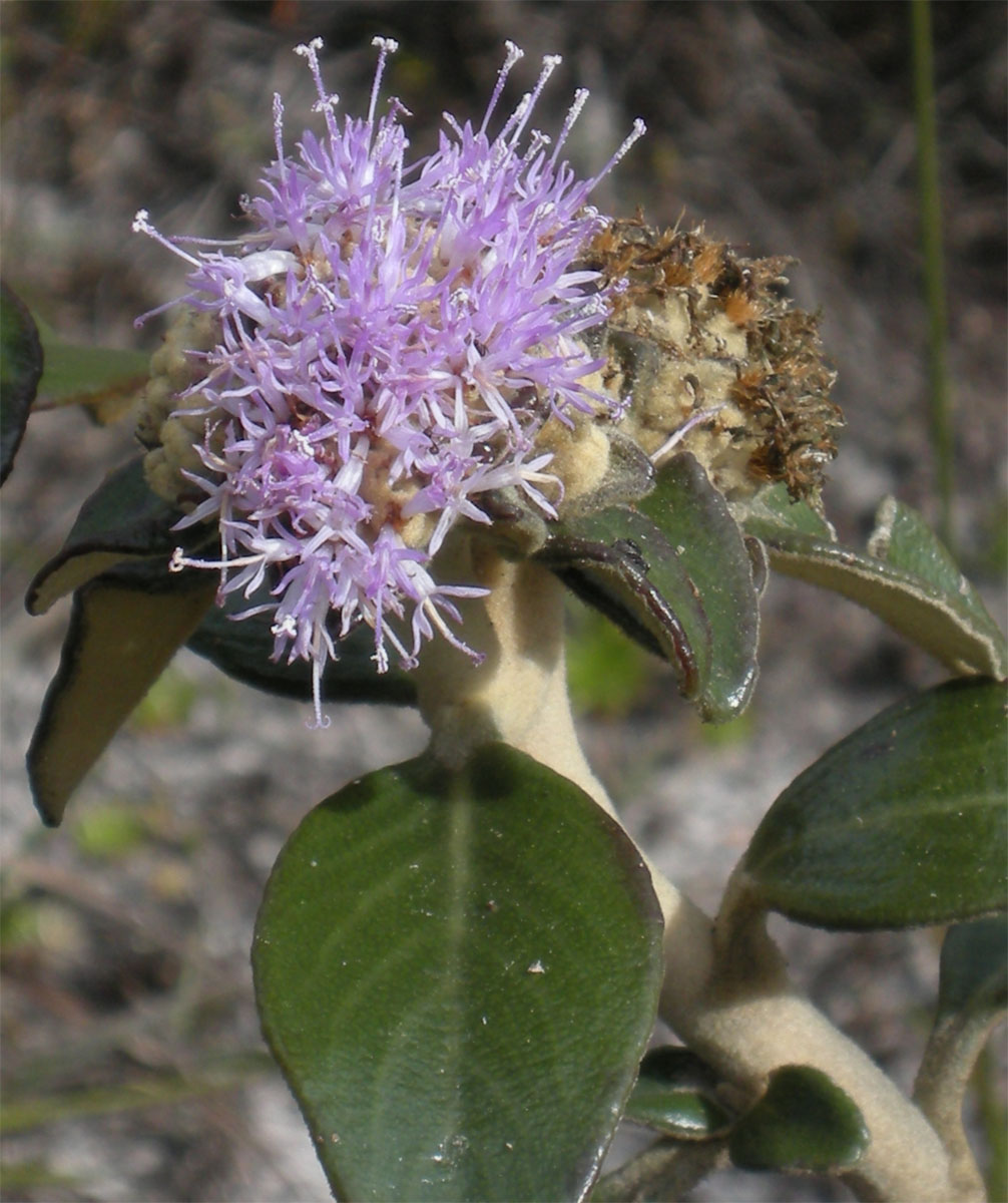 Asteraceae Lychnophora tomentosa