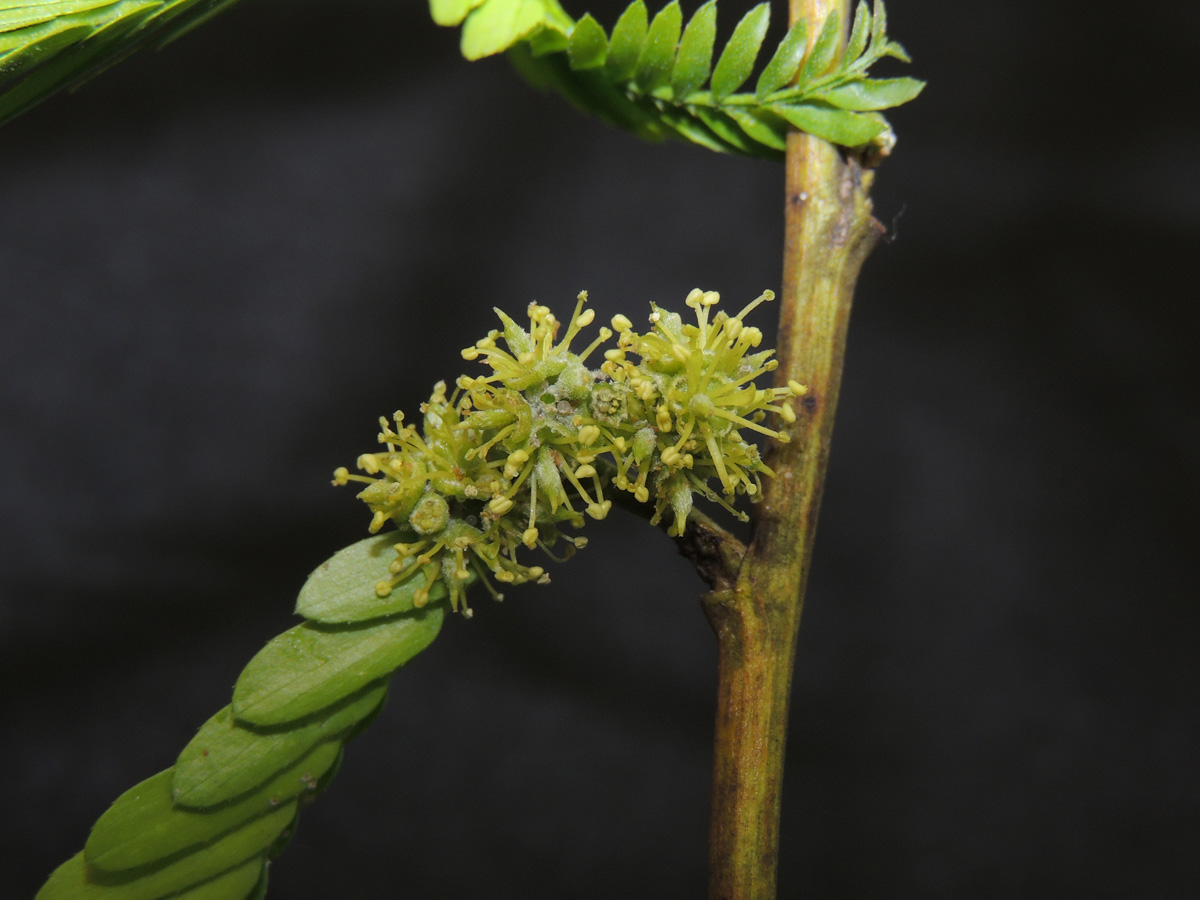 Fabaceae Holocalyx balansae