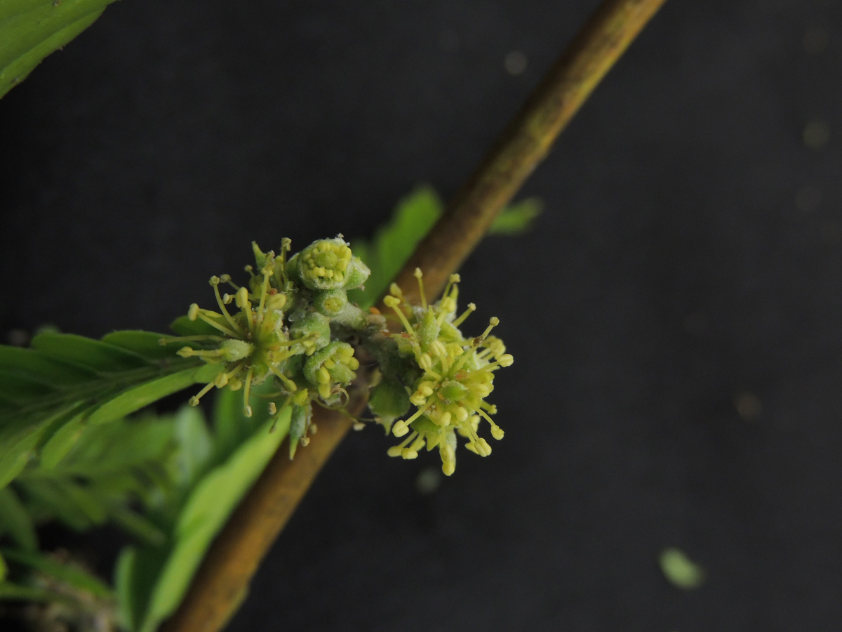 Fabaceae Holocalyx balansae