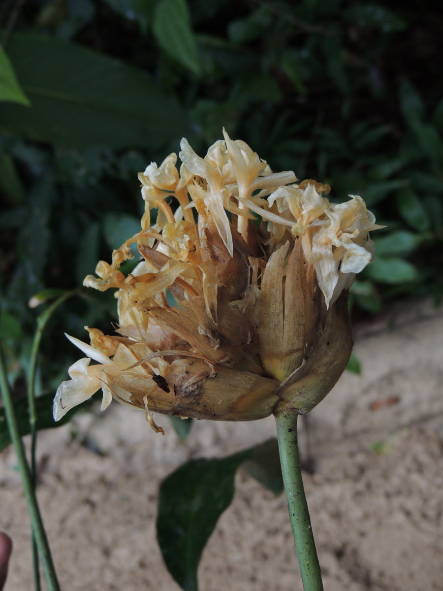 Lauraceae Goeppertia altissima