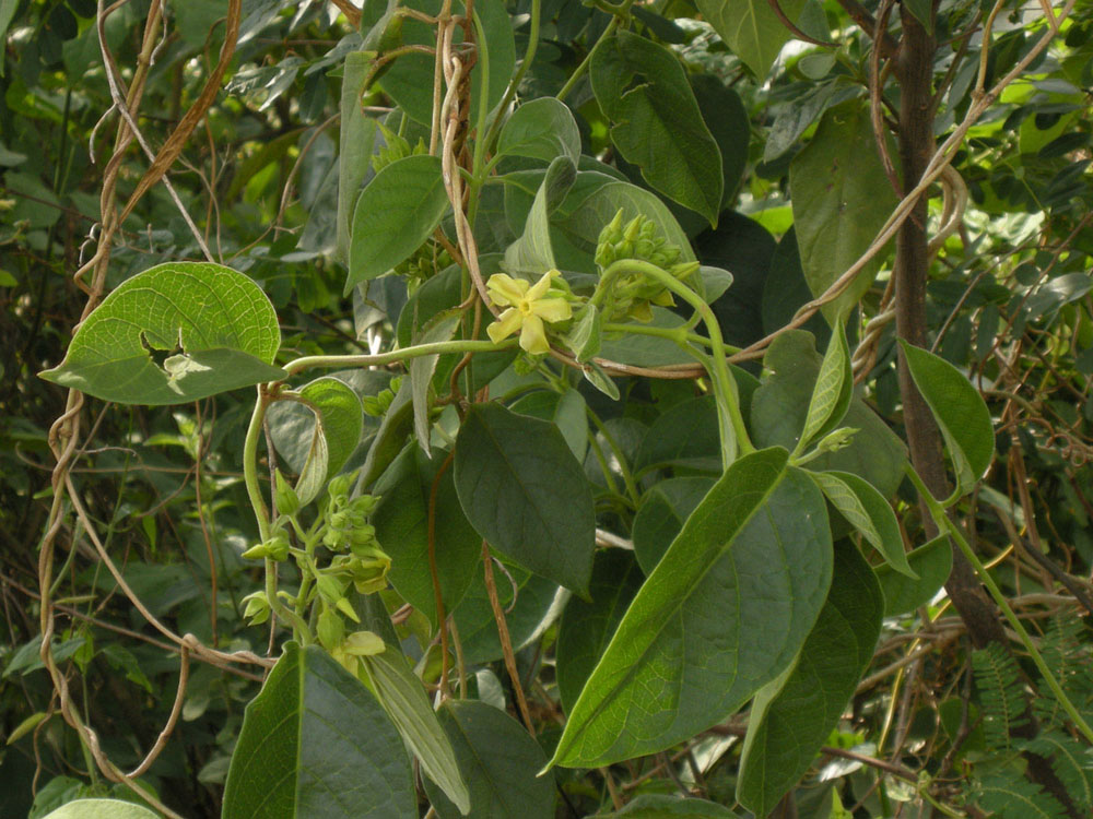Apocynaceae Prestonia riedelli