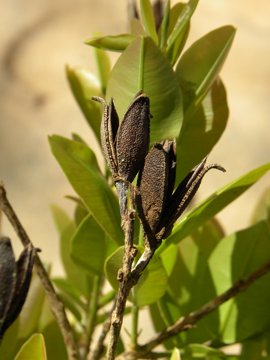 Vochysiaceae Ruizterania retusa