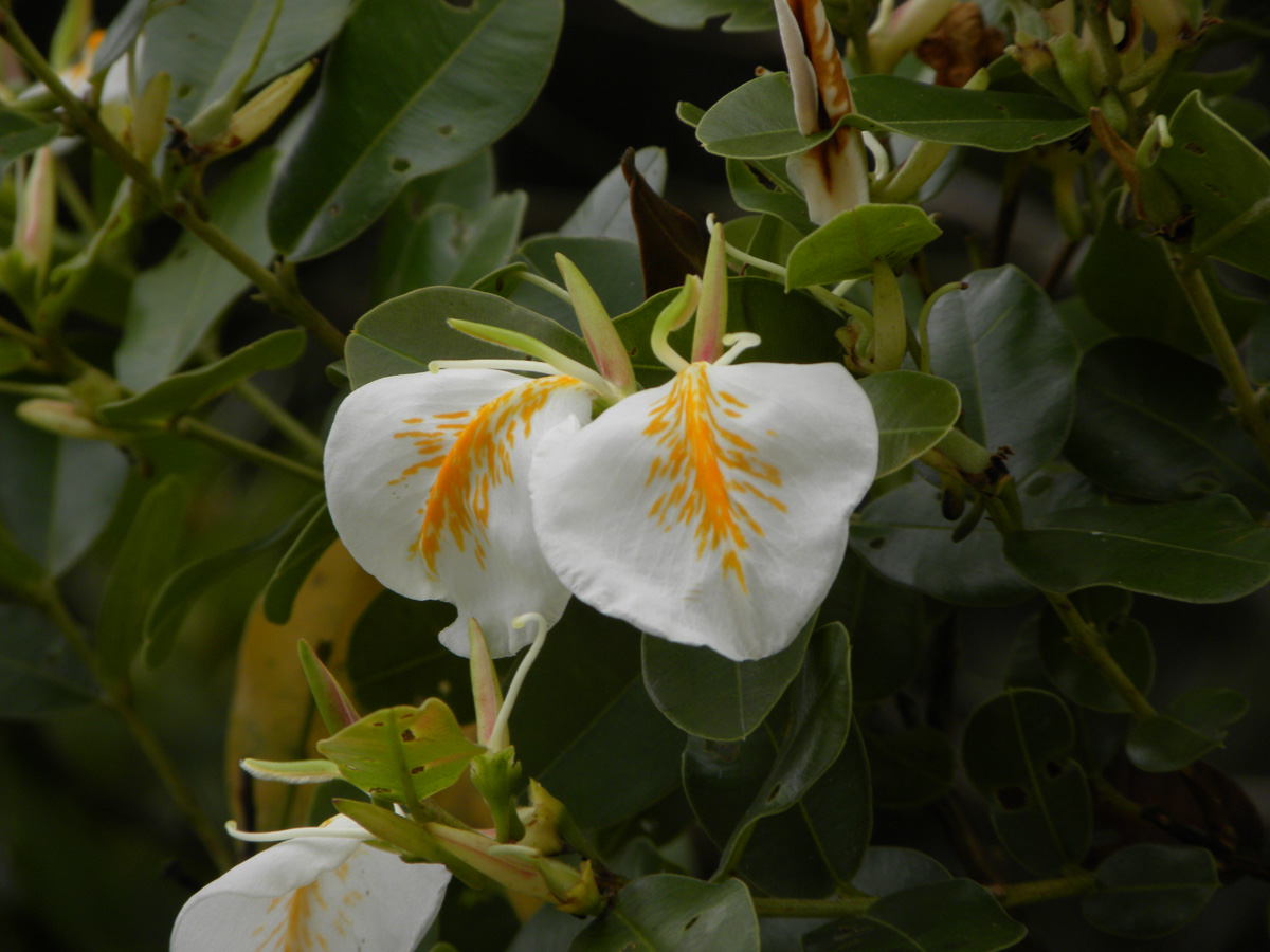 Vochysiaceae Ruizterania retusa