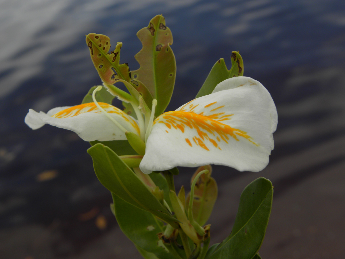 Vochysiaceae Ruizterania retusa