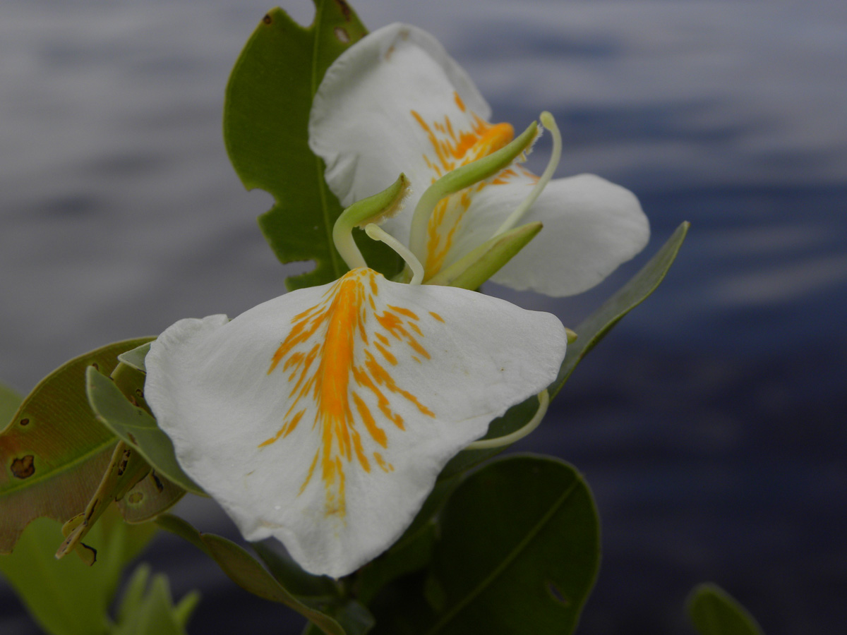 Vochysiaceae Ruizterania retusa