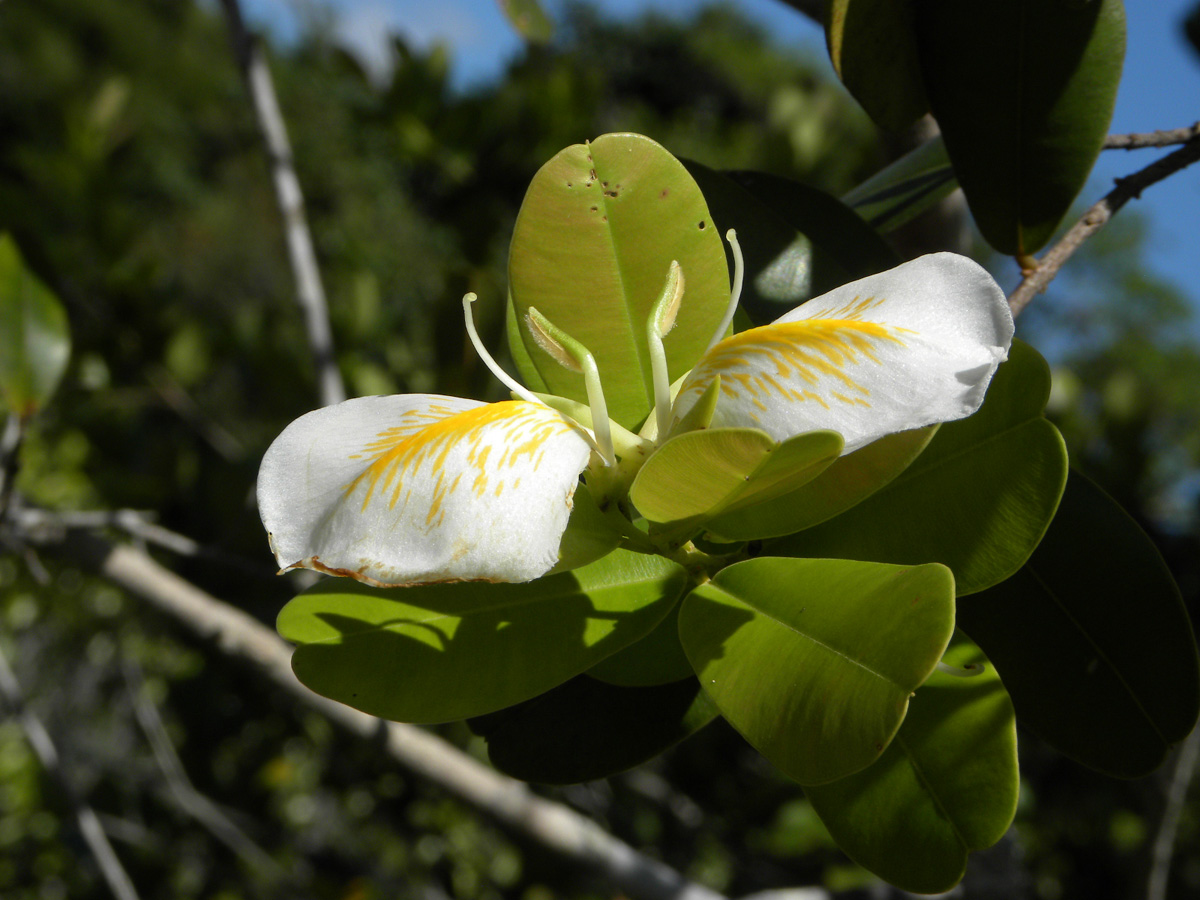 Vochysiaceae Ruizterania retusa