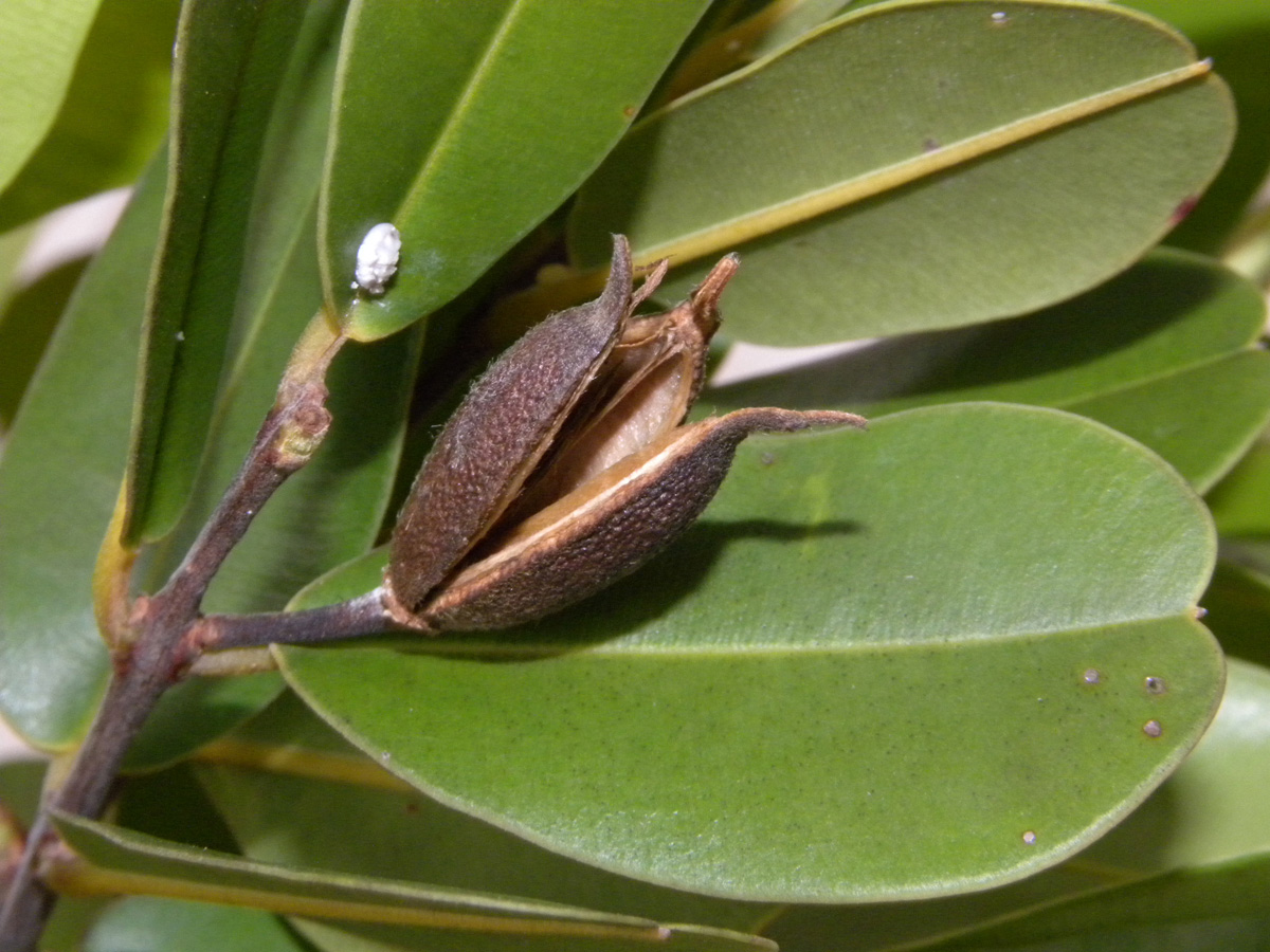 Vochysiaceae Ruizterania retusa