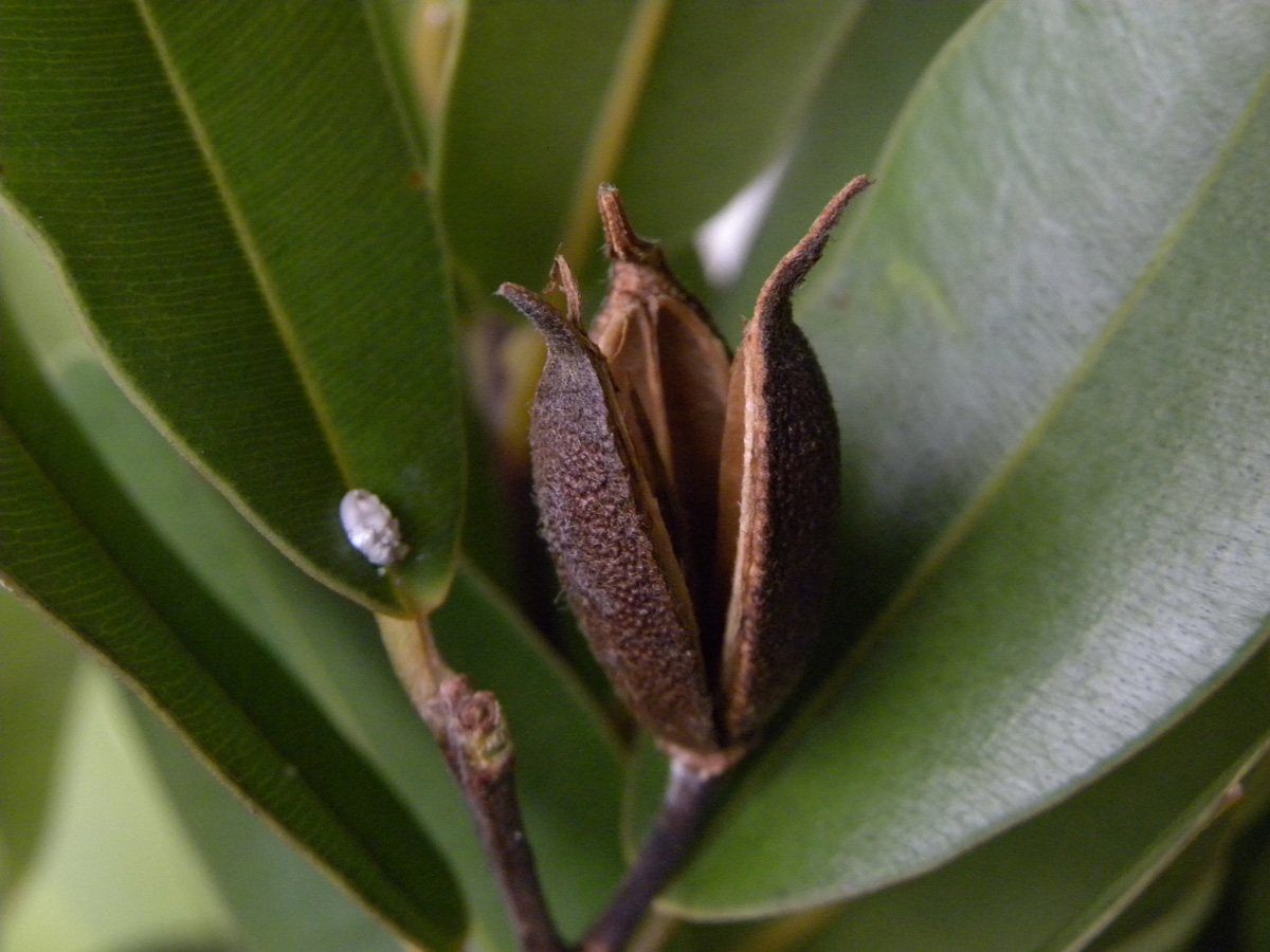 Vochysiaceae Ruizterania retusa