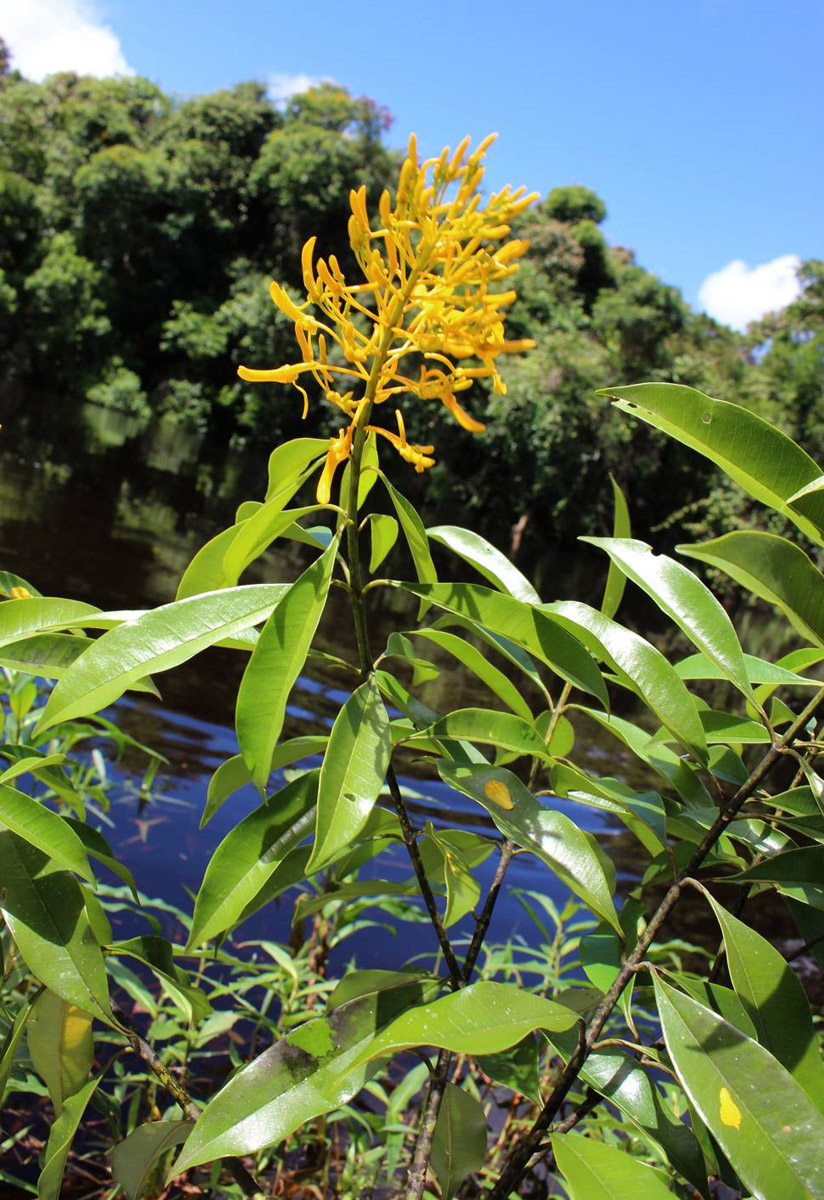 Vochysiaceae Vochysia bifalcata