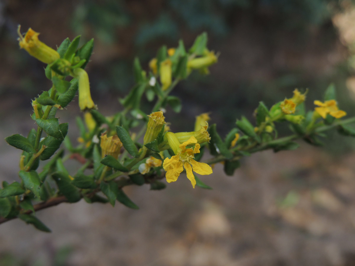 Lythraceae Cuphea flava