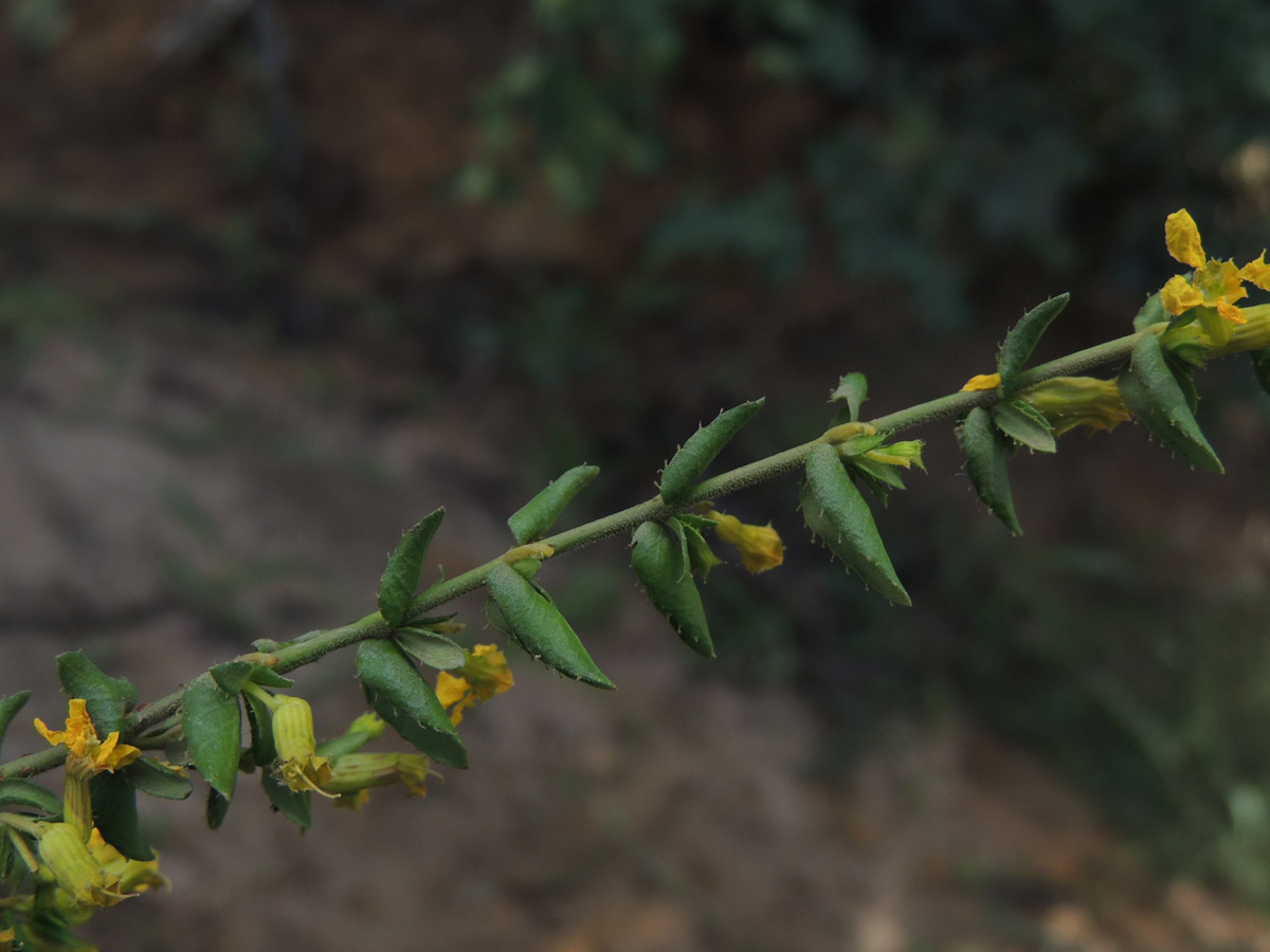 Lythraceae Cuphea flava