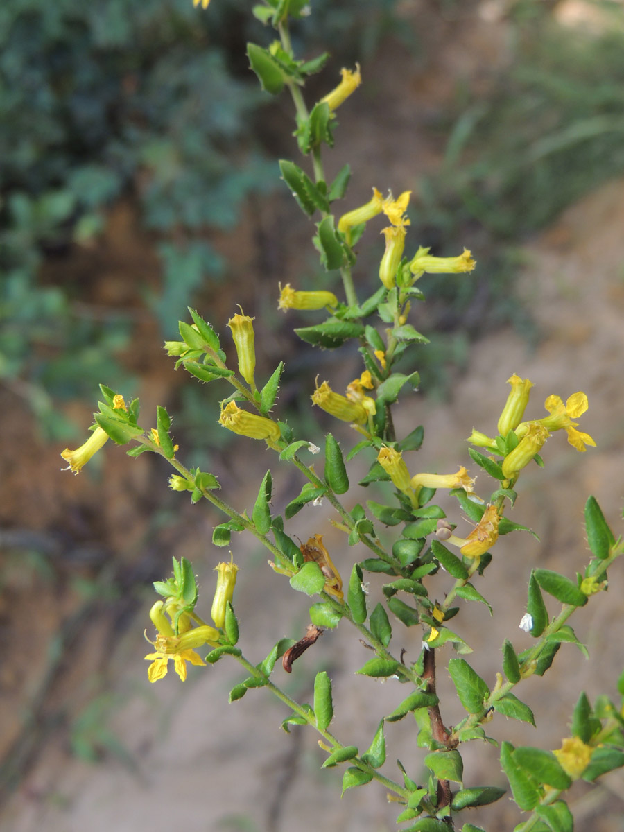 Lythraceae Cuphea flava