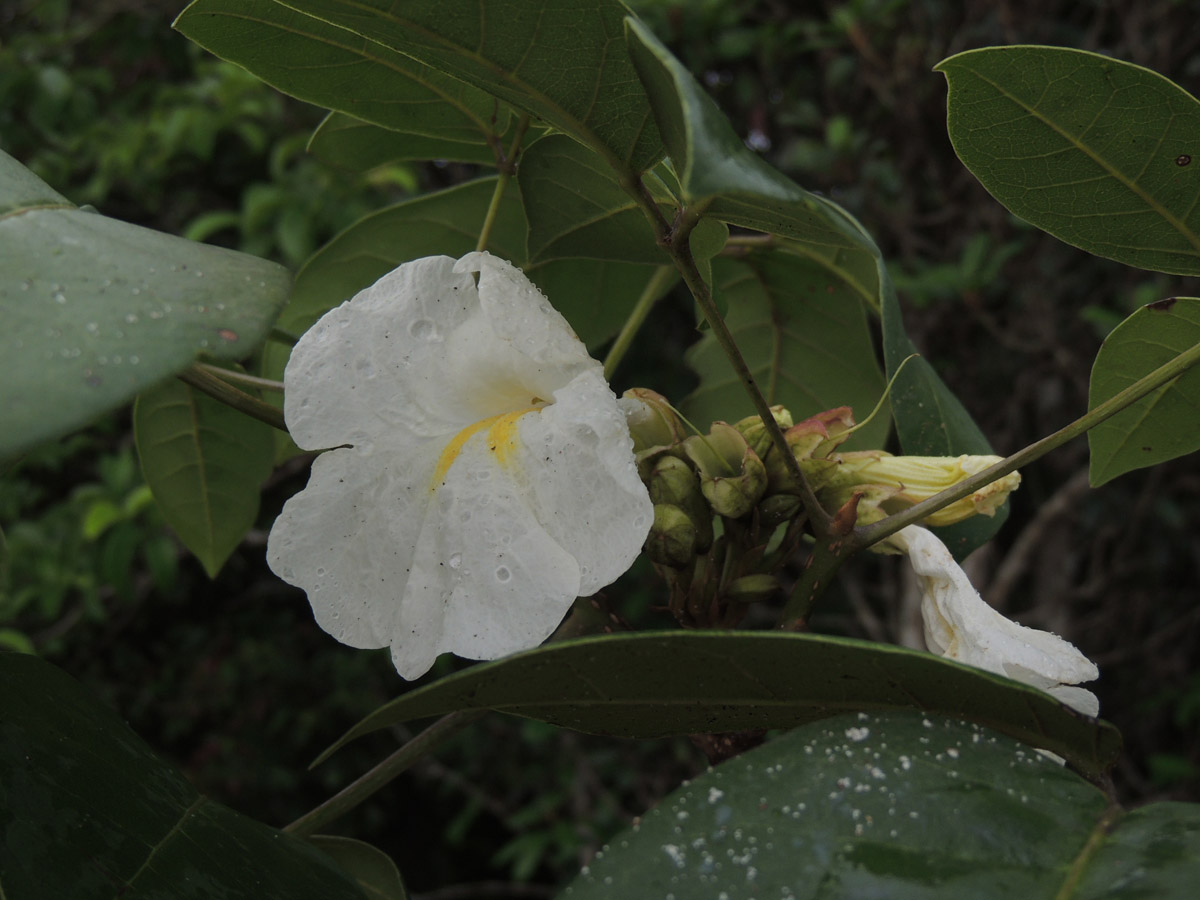 Bignoniaceae Tabebuia elliptica