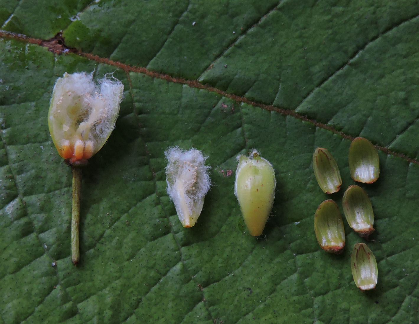 Hypericaceae Vismia cayennensis