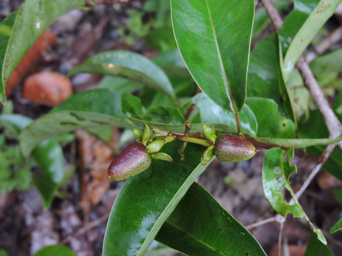 Hypericaceae Vismia cayennensis