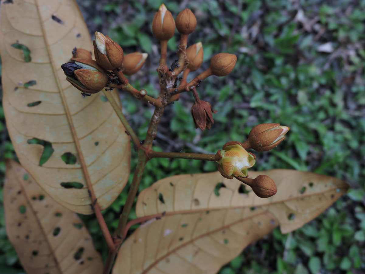 Hypericaceae Vismia japurensis