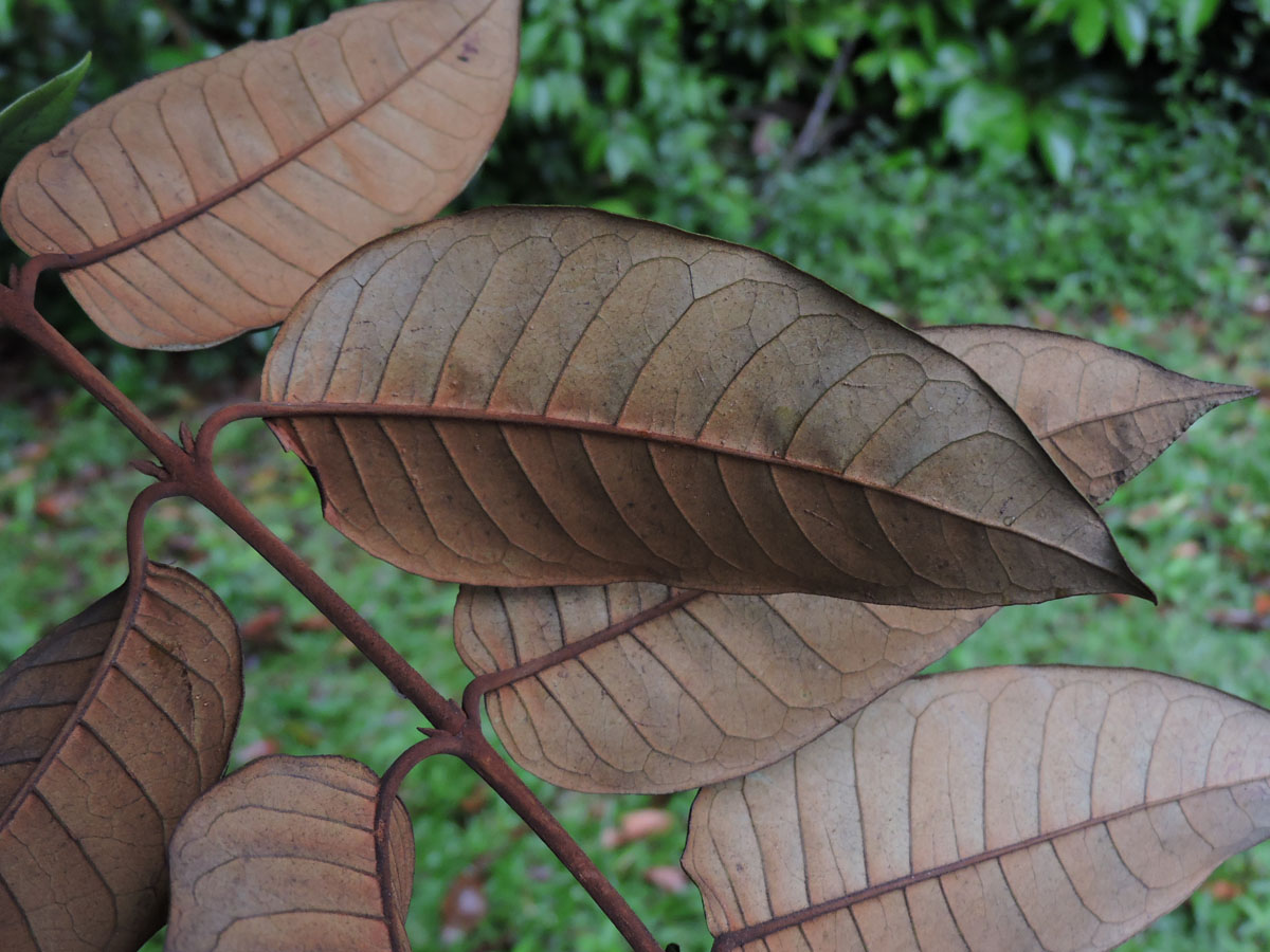 Hypericaceae Vismia japurensis