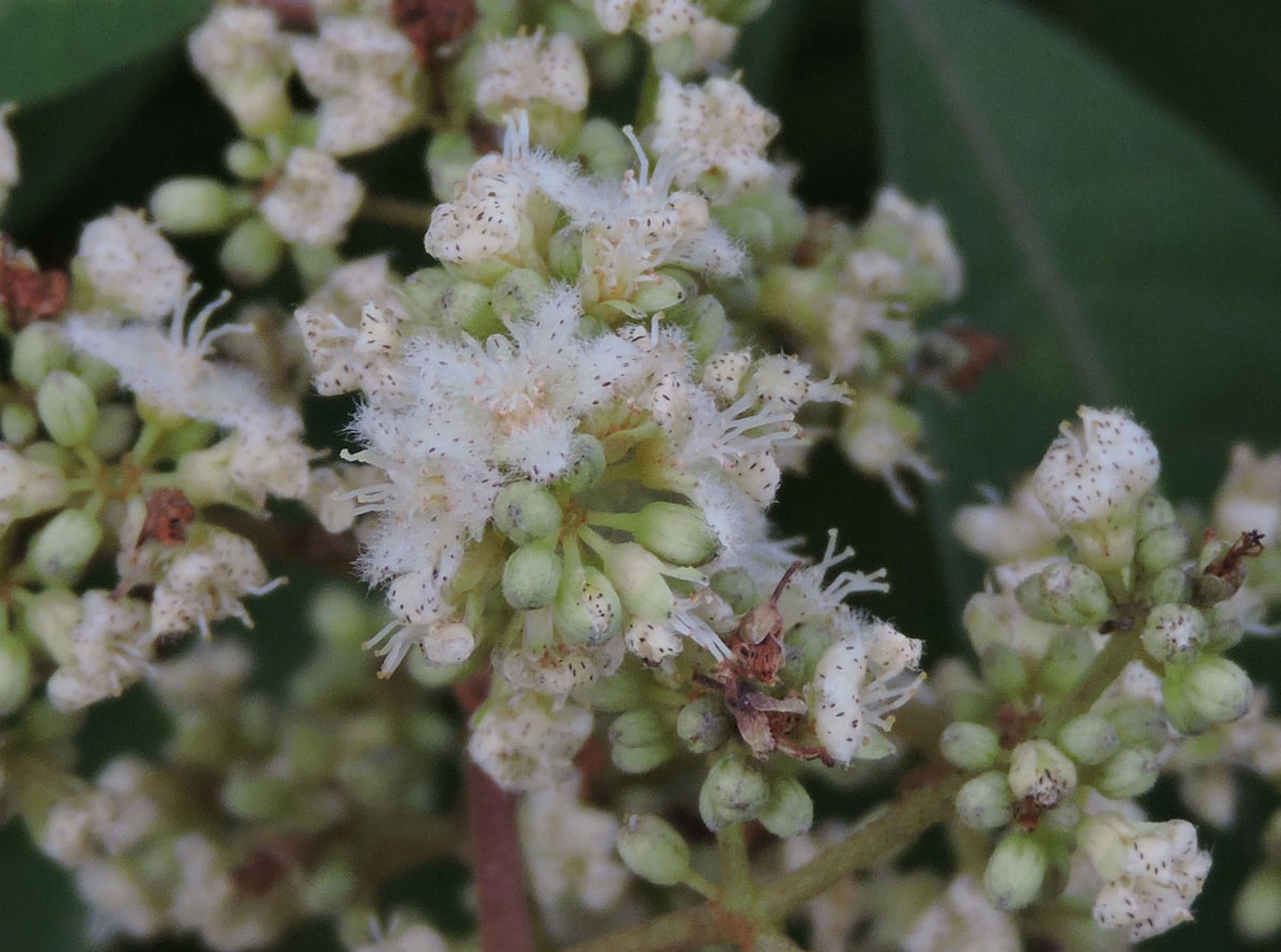 Hypericaceae Vismia micrantha