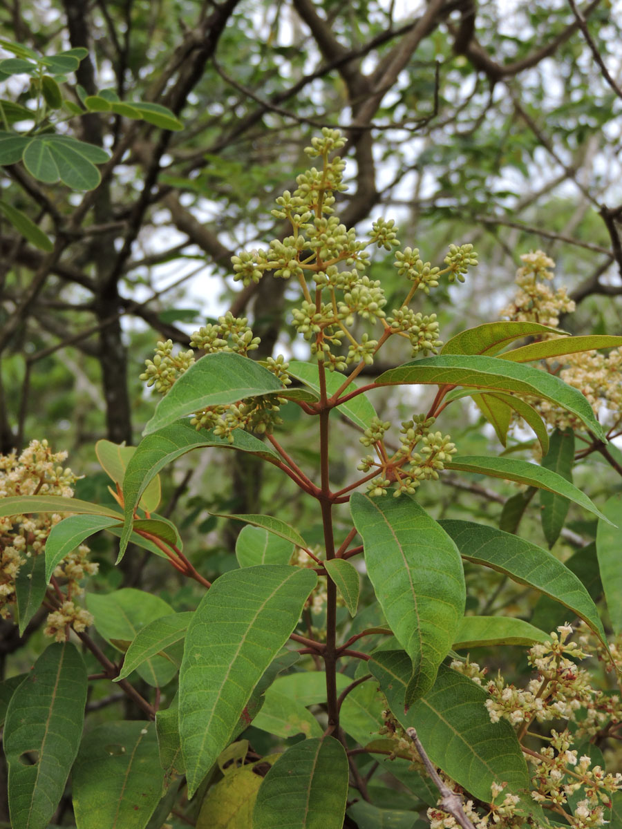 Hypericaceae Vismia micrantha