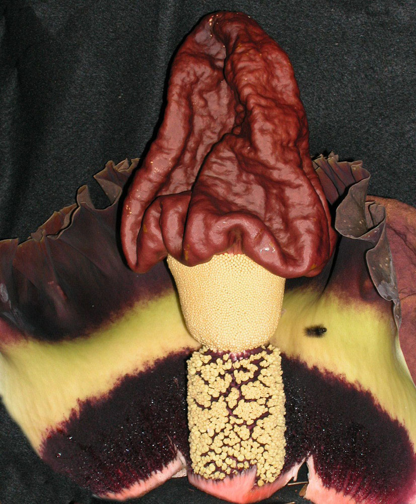 Araceae Amorphophallus campanulatus