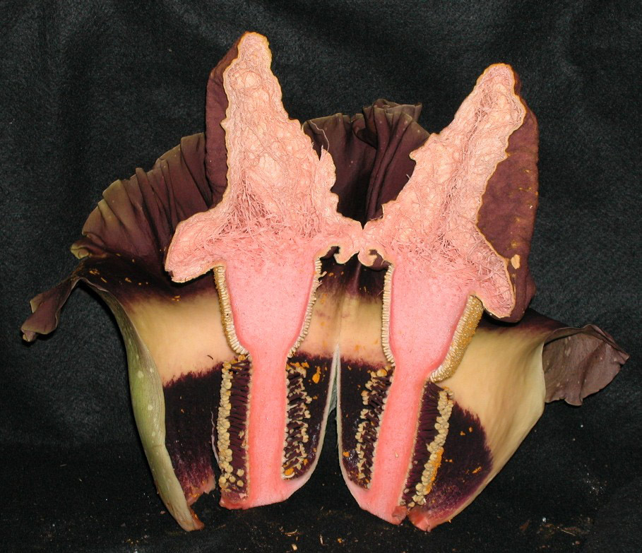 Araceae Amorphophallus campanulatus